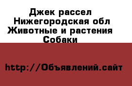 Джек рассел - Нижегородская обл. Животные и растения » Собаки   